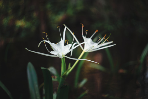 ressosi님의 OnlyFans 헤더 사진