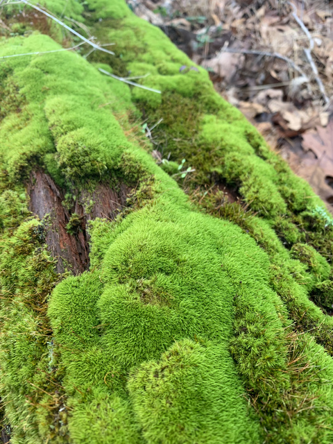 OnlyFansヘッダー画像rinakitty19