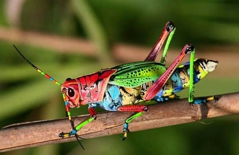 OnlyFans header picture robbtrejo