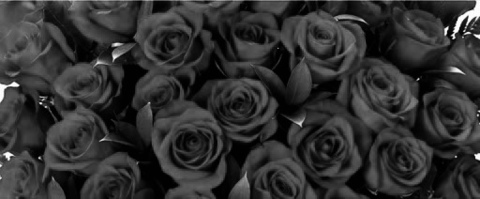 Photo d'en-tête OnlyFans de roseredx1