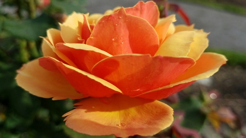 Imagen de encabezado de OnlyFans rosiblossom