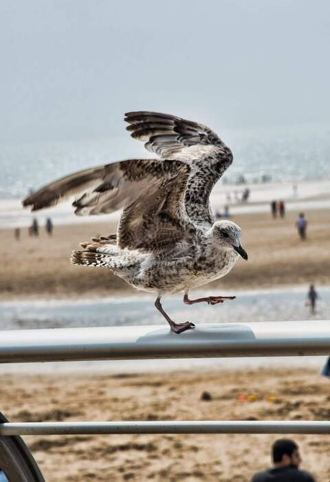 Gambar header OnlyFans scarlett