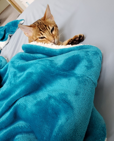 OnlyFans başlık resmi secretlumi