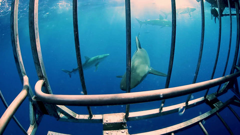 Find the Hottest shangerdanger OnlyFans Content Join Now - FansMetrica