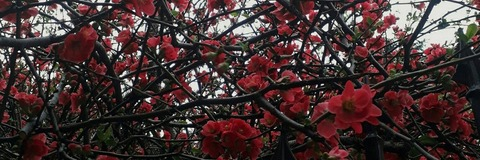 صورة رأس OnlyFans shelyair_girl