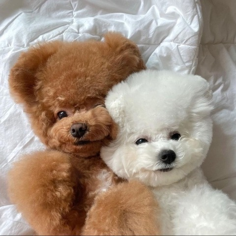 Imagen de encabezado de OnlyFans silkangelofree