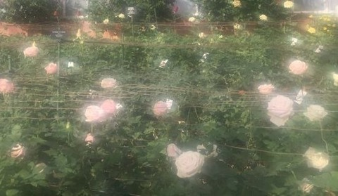 OnlyFans header picture softcoregf