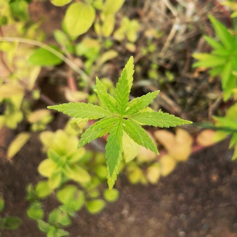 Photo d'en-tête OnlyFans de soymaiiritacarvajal