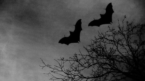 Header afbeelding van OnlyFans spookykune