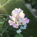 Foto de perfil do OnlyFans de sweetpeafairy