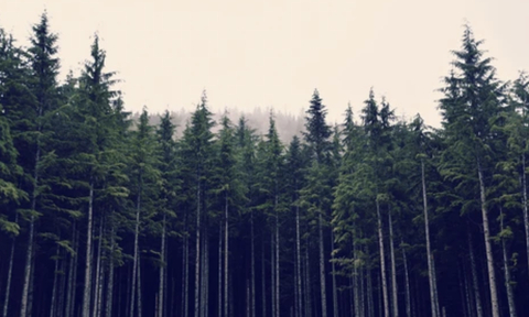 Photo d'en-tête OnlyFans de sydneysiren