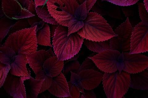 Photo d'en-tête OnlyFans de thesecretlifeofel