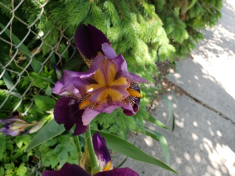 ओन्लीफैंस हैडर चित्र tsren