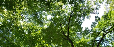 OnlyFans header picture tsrosemarie