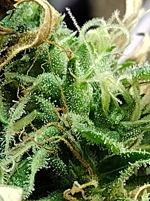 صورة رأس OnlyFans u119001305_babydall_moni