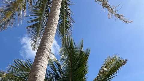 OnlyFans başlık resmi valrual