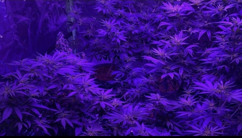 Immagine dell'header di OnlyFans vibewithissa