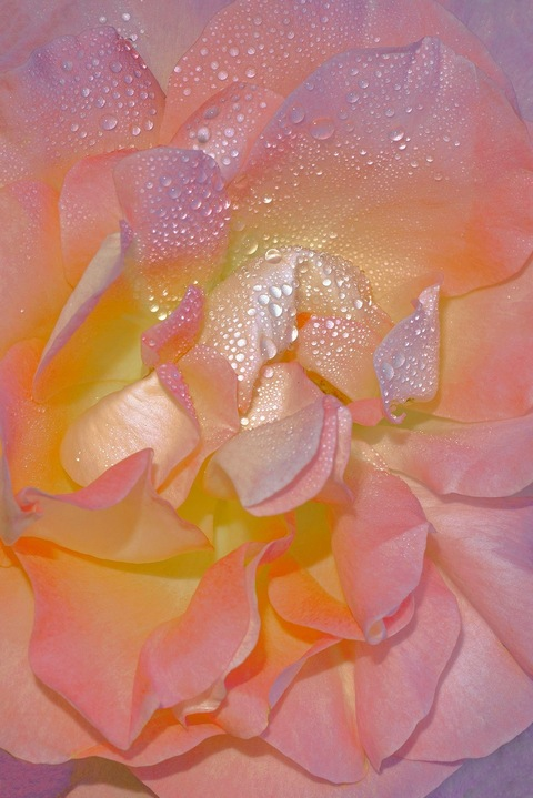 OnlyFans Titelbild w1cked_kitty