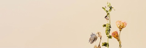 whatvioletdid님의 OnlyFans 헤더 사진