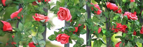 Gambar header OnlyFans x__rose__x