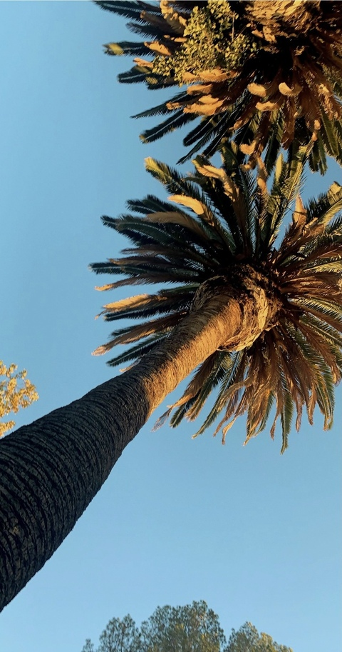 OnlyFansヘッダー画像xoskyexo