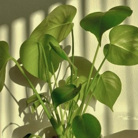 Gambar header OnlyFans yagirlnatalliee